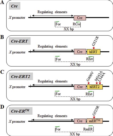 generic cre primer